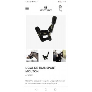 Licol Kentucky mouton