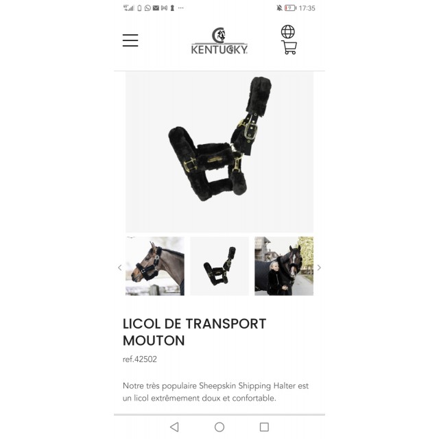 Licol Kentucky mouton