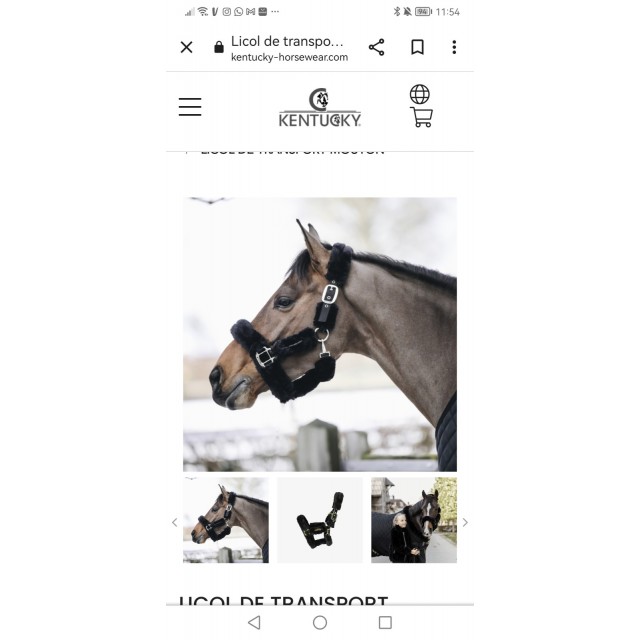 Licol Kentucky mouton