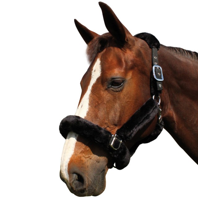 Licol mouton noir Flags&Cup