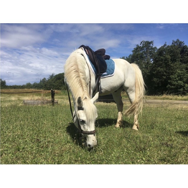 tapis coupé pénélope leprevost bleu canard
