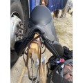 Selle de dressage Time rider