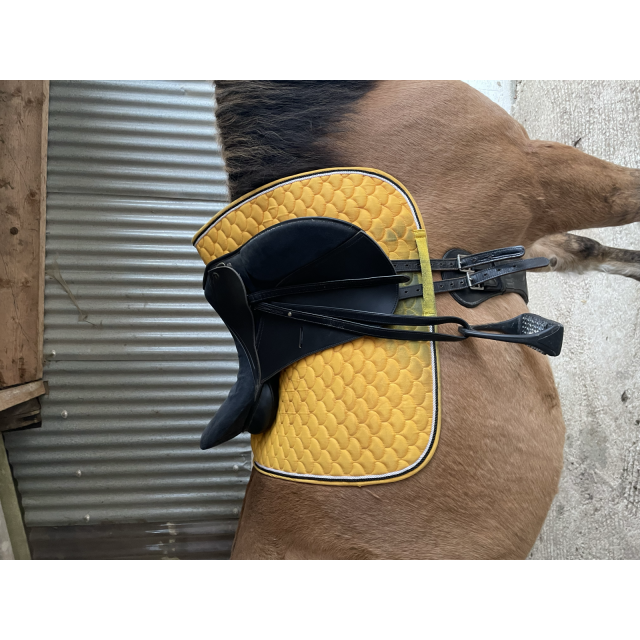 Selle axée dressage