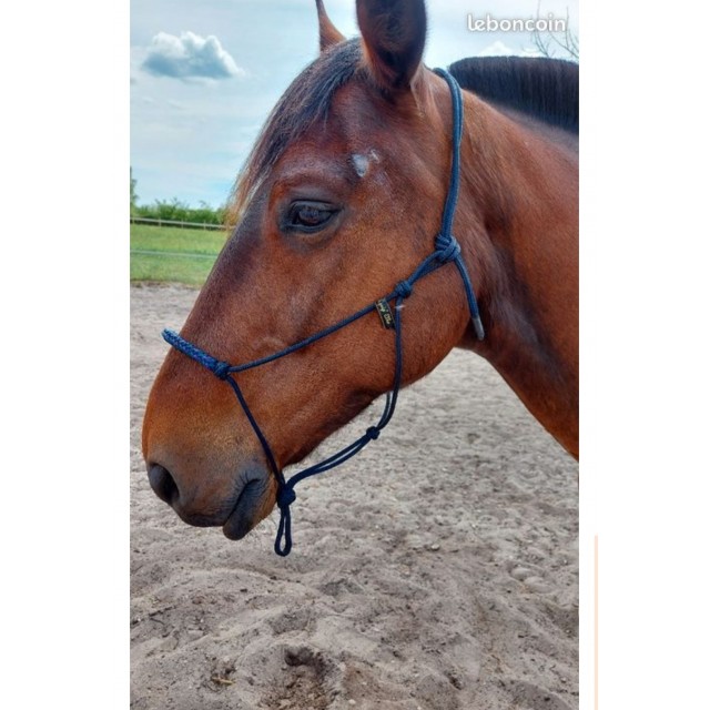 Licol éthologique cheval Equi'p Etho