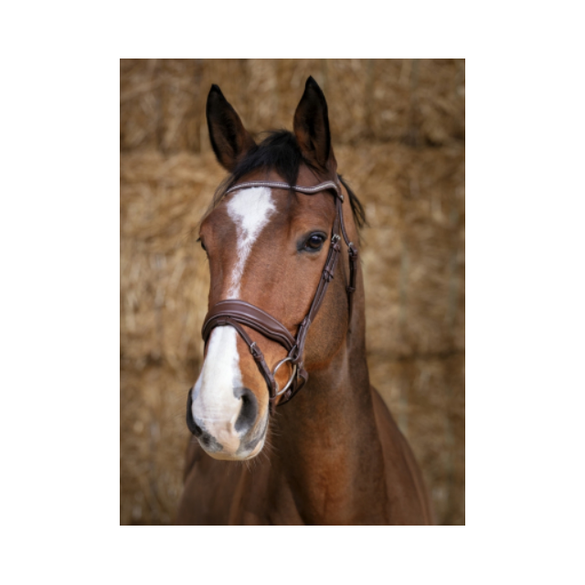 FIlet Norton Pro Miss