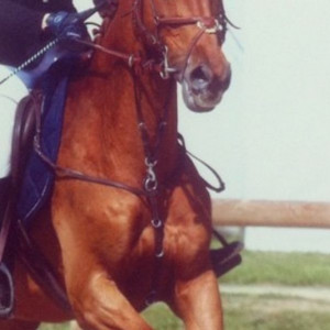 Collier de chasse + martingale Norton