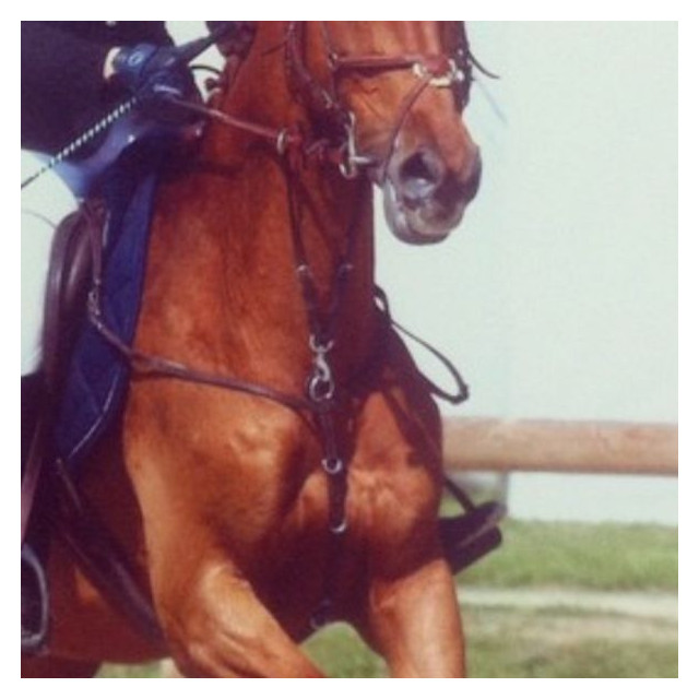Collier de chasse + martingale Norton