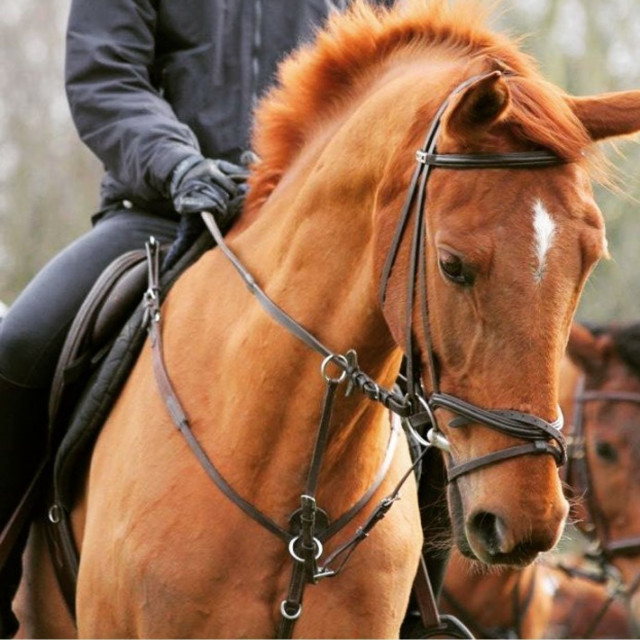 Collier de chasse + martingale Norton