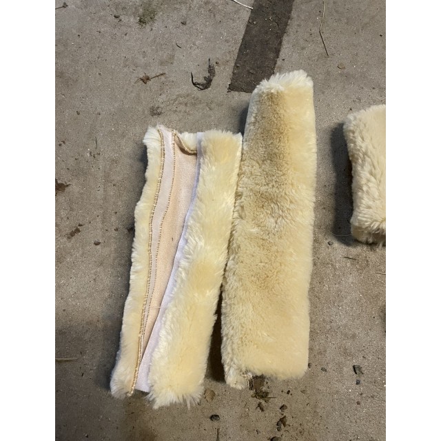 Lot moumoute licol Kentucky