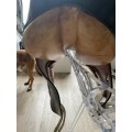 SELLE DE DRESSAGE MACEL NOIRE EXCELLENT ETAT