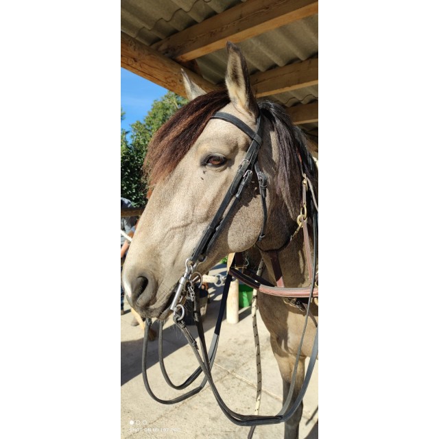 Bride harmonie dressage