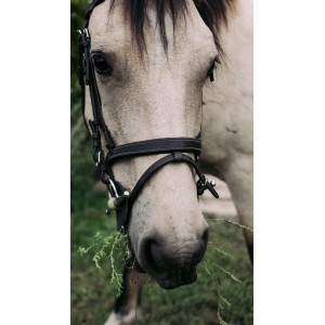 Bridon Privilege Equitation