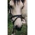 Bridon Privilege Equitation