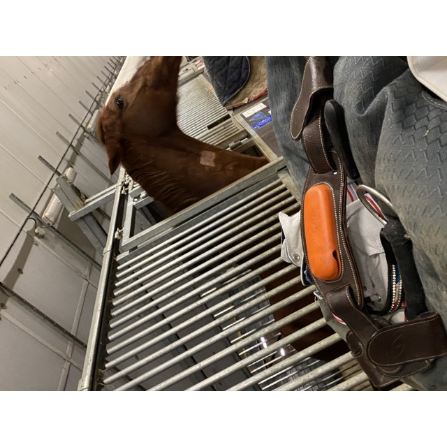 Capteur Motion Equisense + Sangle pour Cheval