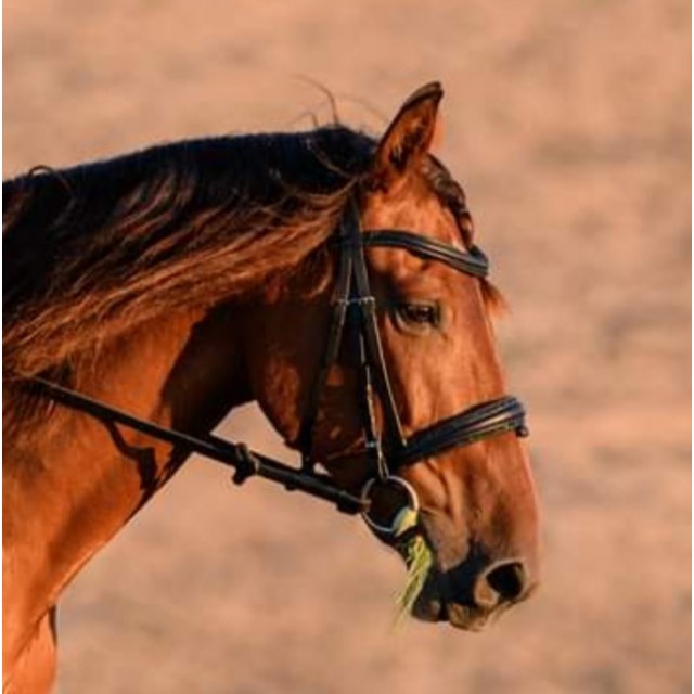 Bridon cuir Waldhausen