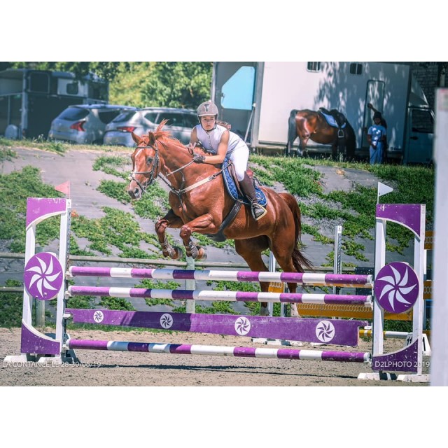 Collier de chasse + martingale cuir et élastiques beige HFI