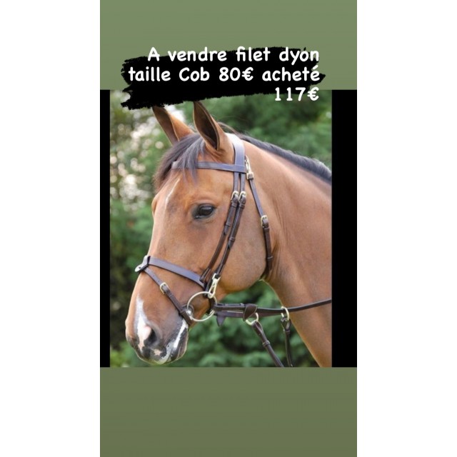 Bridon taille cob