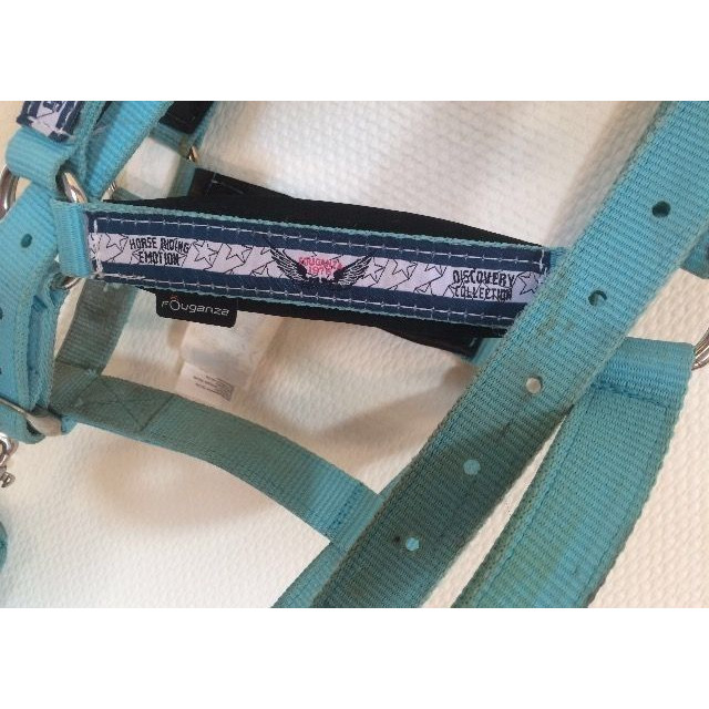 Licol bleu fushia et sa longe