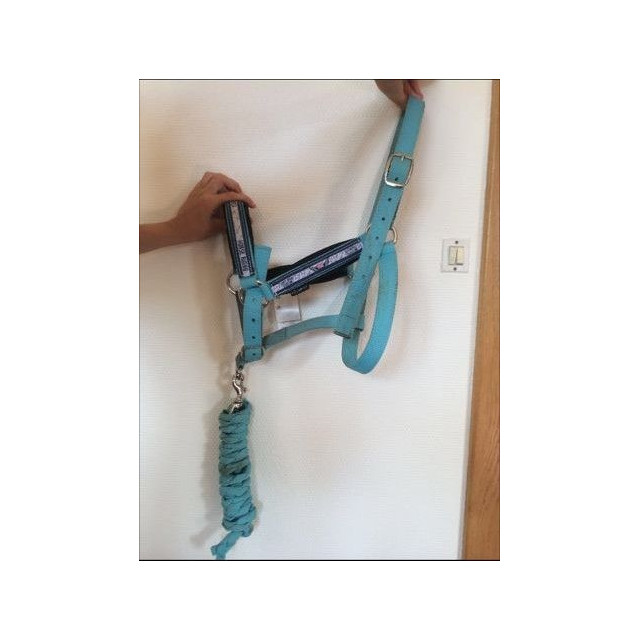 Licol bleu fushia et sa longe