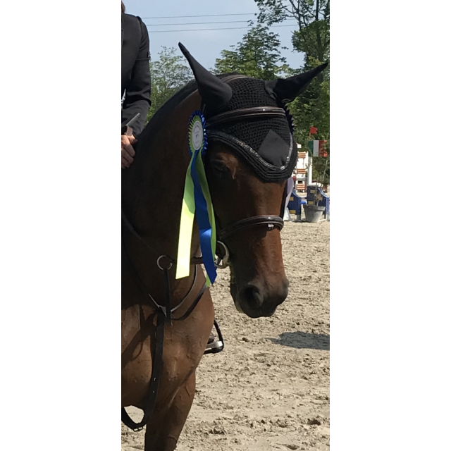 Bridon Equipe