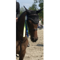 Bridon Equipe