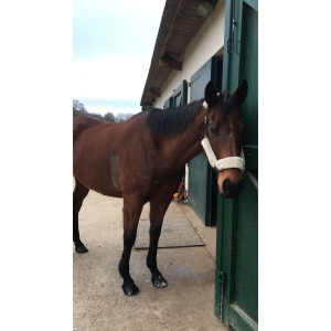 Guetres et proteges boulets