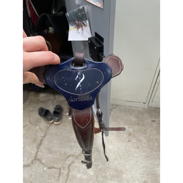 Collier de chasse martingale Antarès