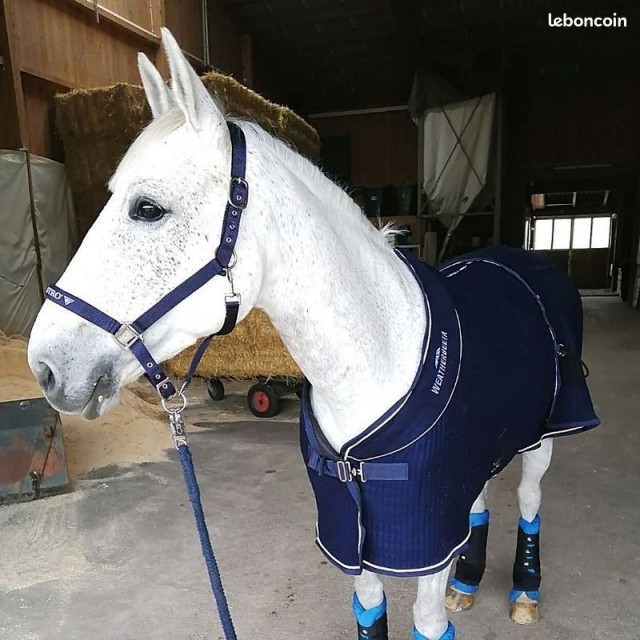 Weatherbeeta THERMOCELL COOLER STANDARD NECK - Cheval Chemise séchante couverture