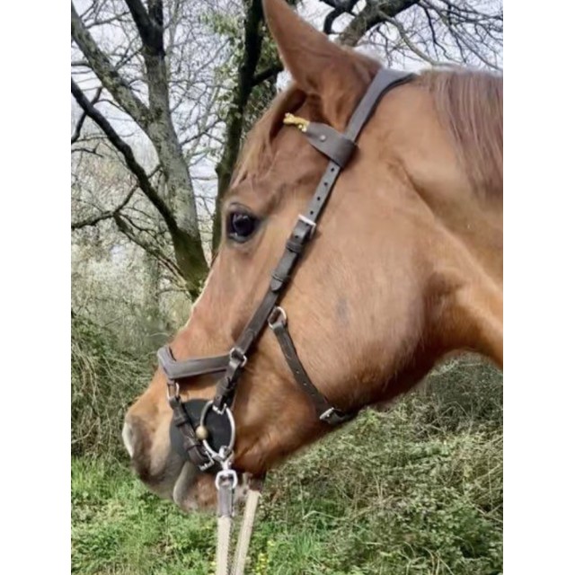 Bridon Rambo Deluxe Compétition