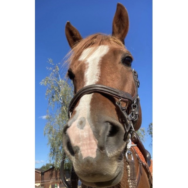 Bridon Rambo Deluxe Compétition