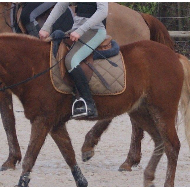 Tapis equithème brindille dressage