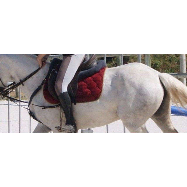 Tapis equithème Bordeaux