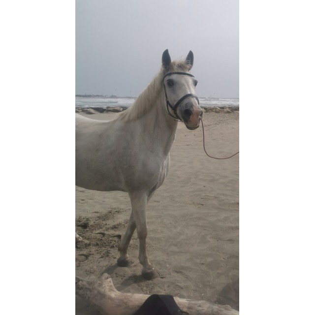 Side pull 2 en 1 (+filet) EquiCordage