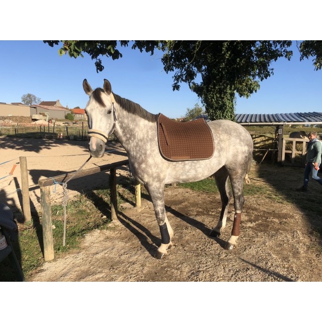 Bandes polo Eskadron t. poney