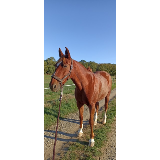 Tapis concours blanc