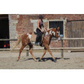Selle dressage 17,5