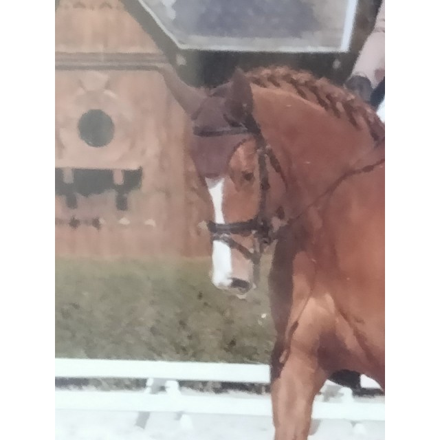 BONNET ANTI-BRUIT MARRON EQUILINE
