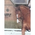 BONNET ANTI-BRUIT MARRON EQUILINE