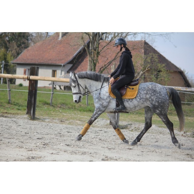 ensemble tapis bande kentucky