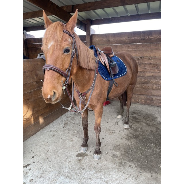 Ensemble After Riding Polo