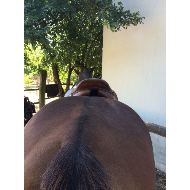 Selle LUGANO Eric Thomas