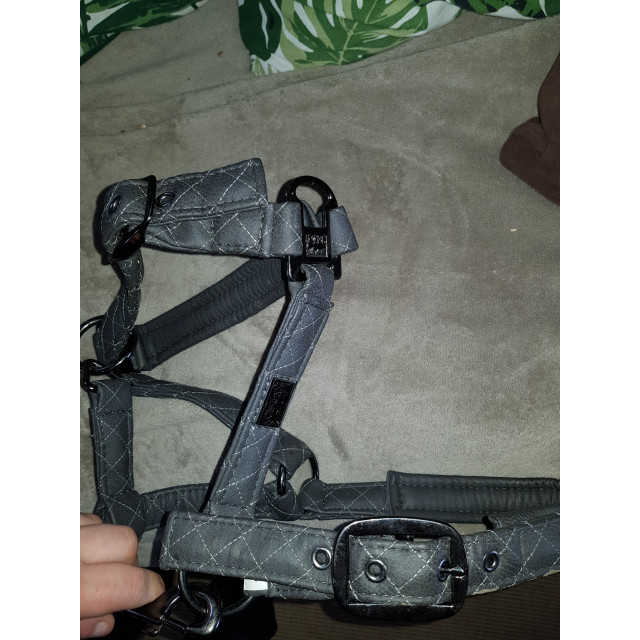 Licol eskadron platinium