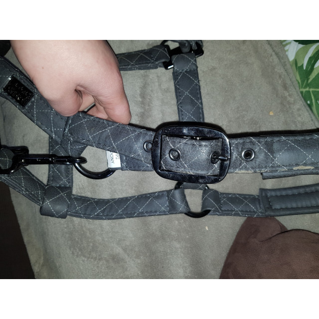 Licol eskadron platinium