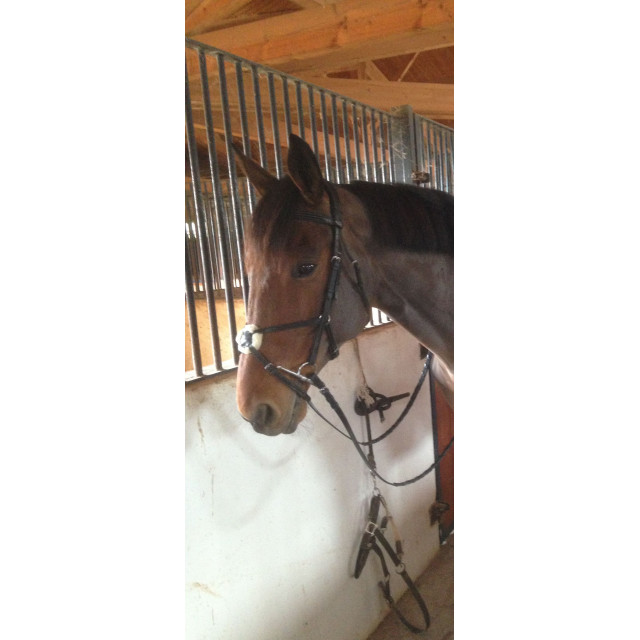 FILET MOUTAIN HORSE TOP SELECT BRIDLE