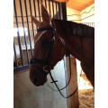 FILET MOUTAIN HORSE TOP SELECT BRIDLE