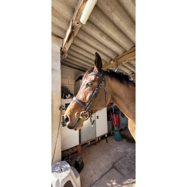 BRIDON ANTARES PRÉCISION TAILLE FULL