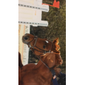 vends filet point sellier penelope leprevost taille M