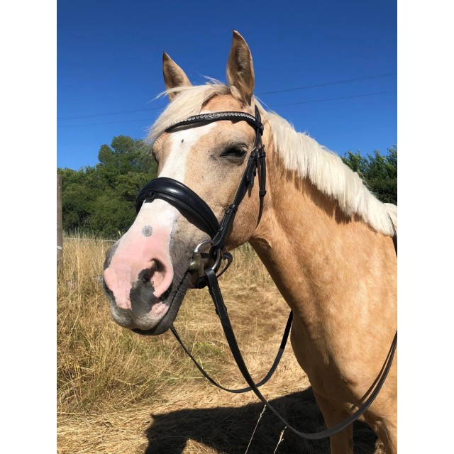 Filet Norton pro Strass