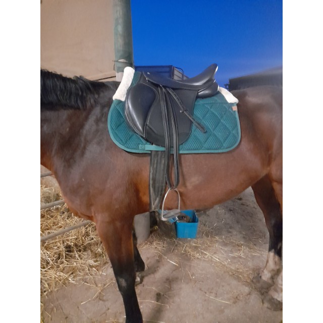 Selle mixte horse parade