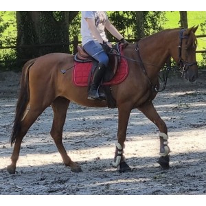 Bridon jump’in one new york noir avec rêne